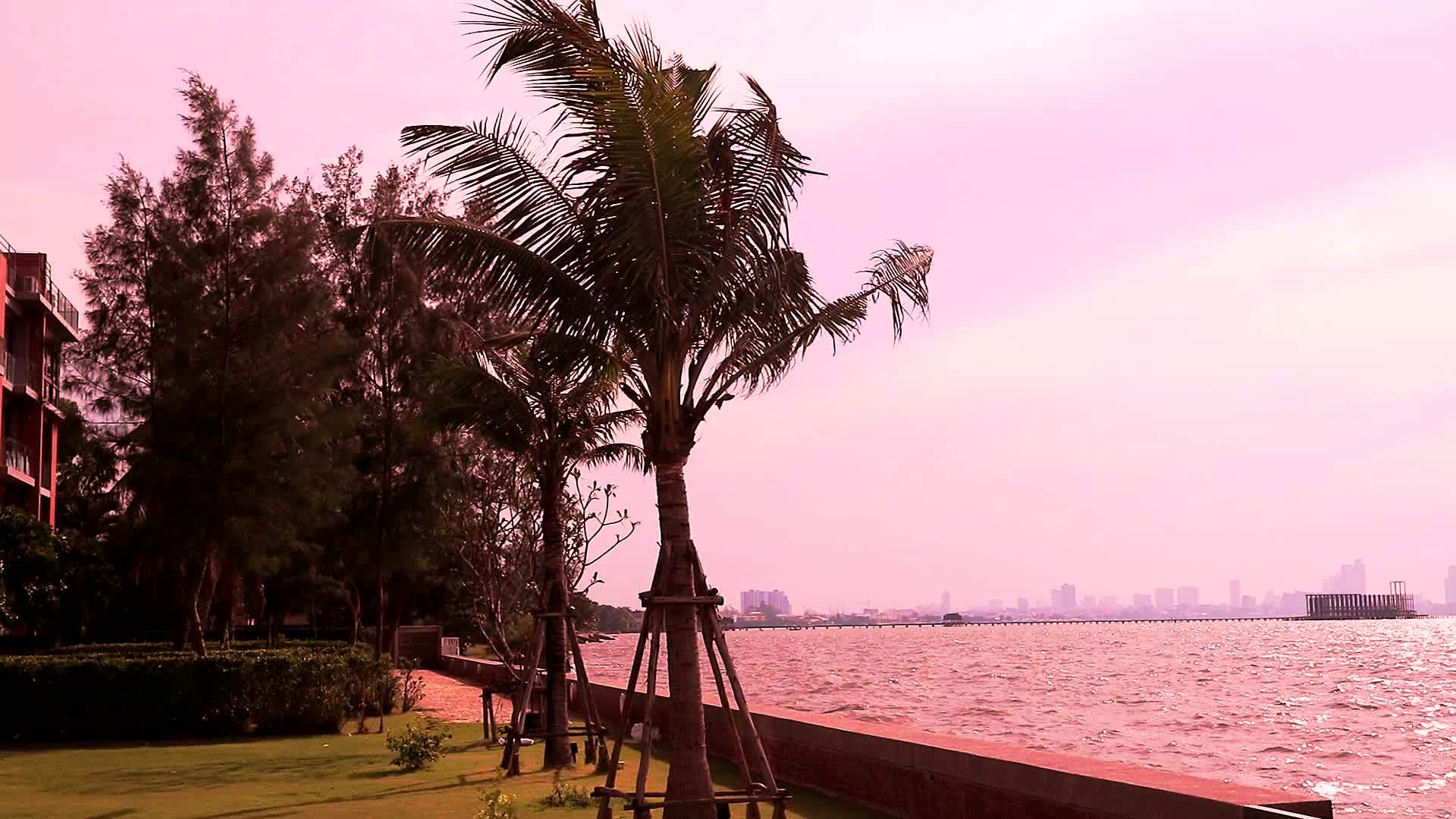 椰子在海滩上随风飘动日落的天空视频的预览图