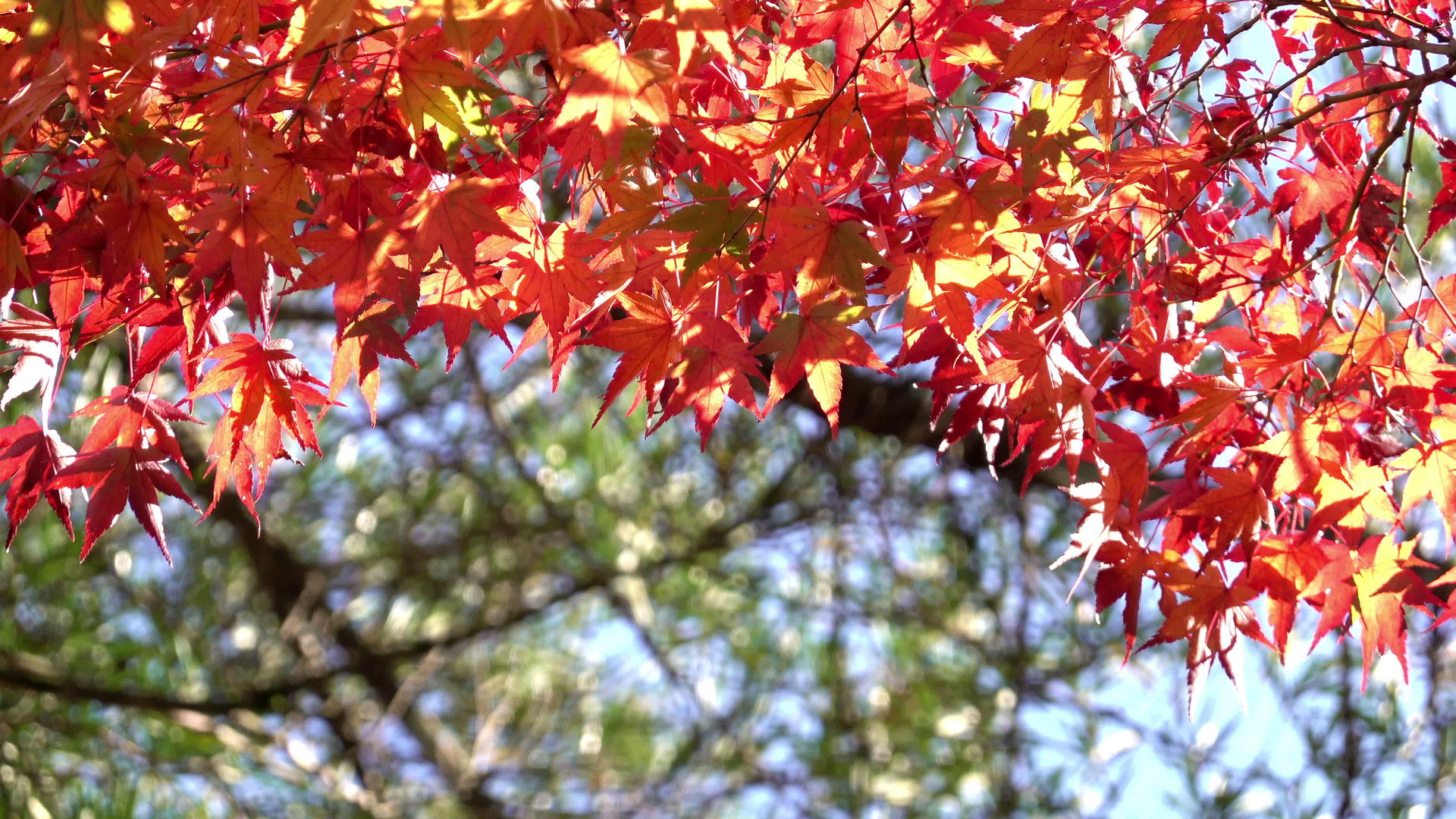 木乃伊季节的木乃伊花季叶在日本京都Khinkakakakuji视频的预览图
