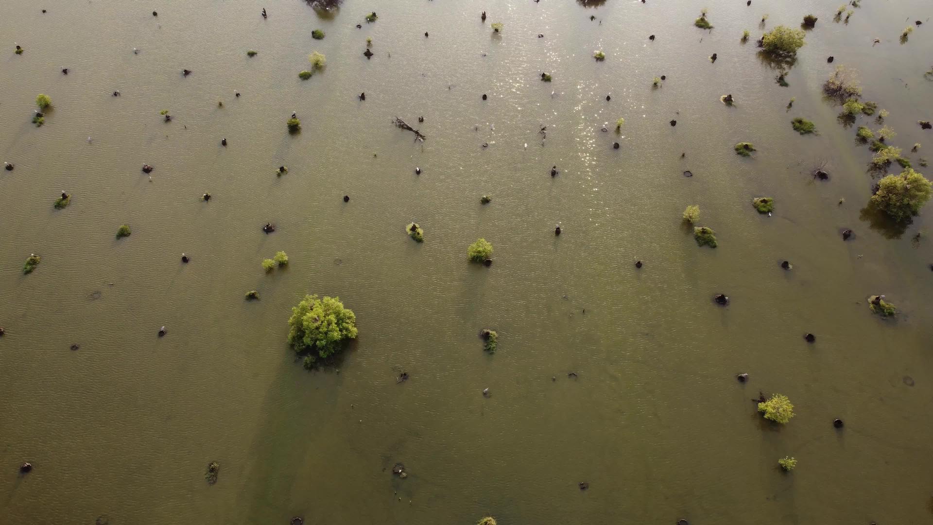 在水中切开干枯的树木视频的预览图