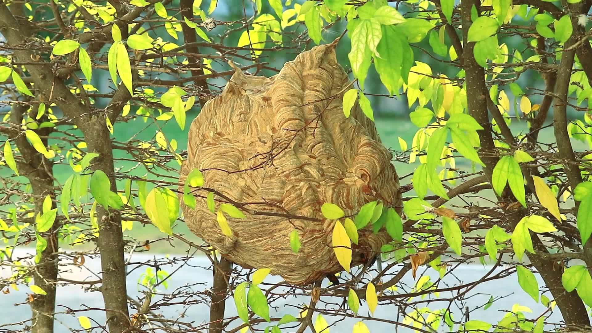 黄蜂在花园里的一棵树上筑巢小心不要靠近它不要撞到它因为视频的预览图