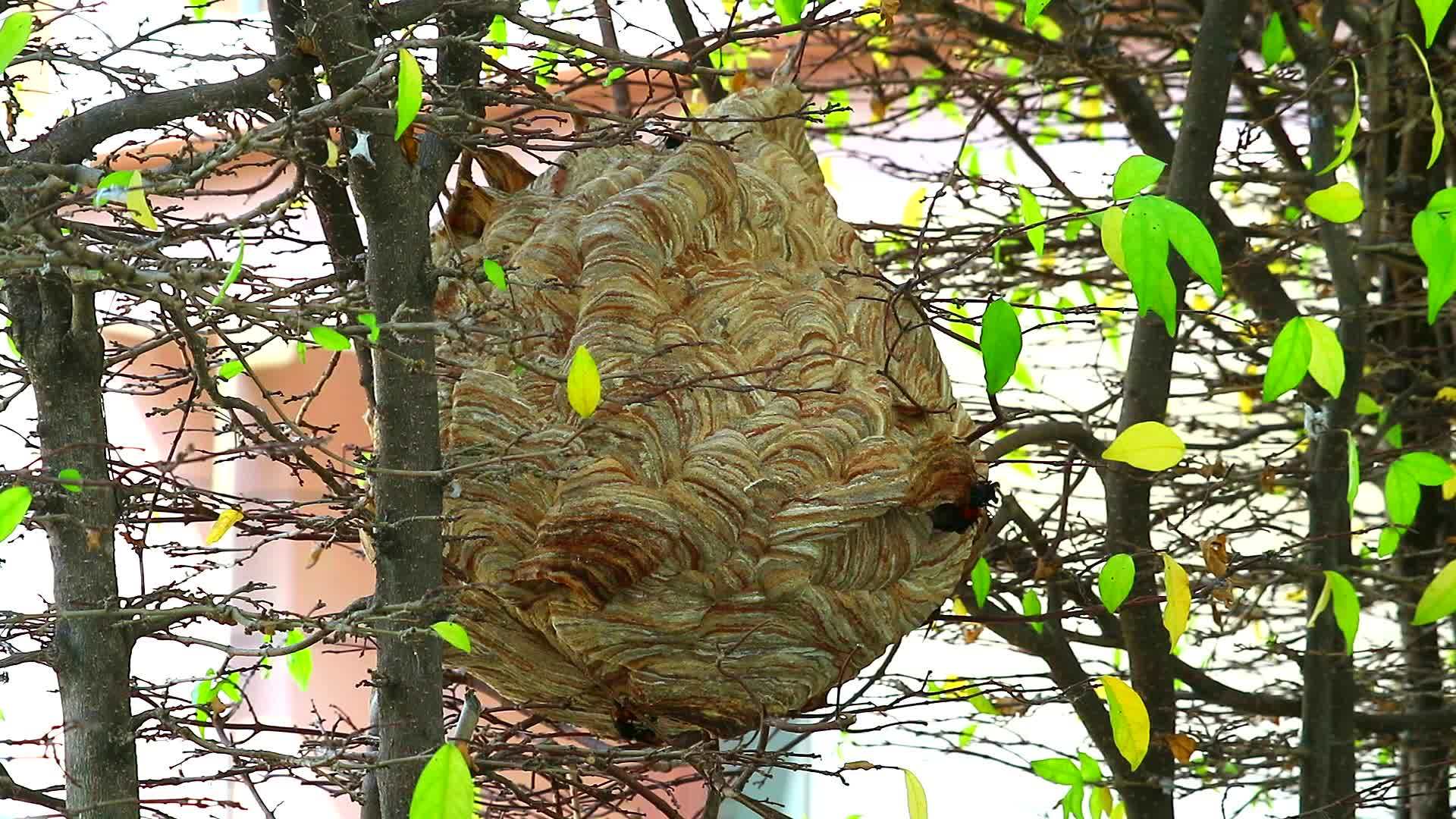 黄蜂在花园里筑巢探索这个区域视频的预览图