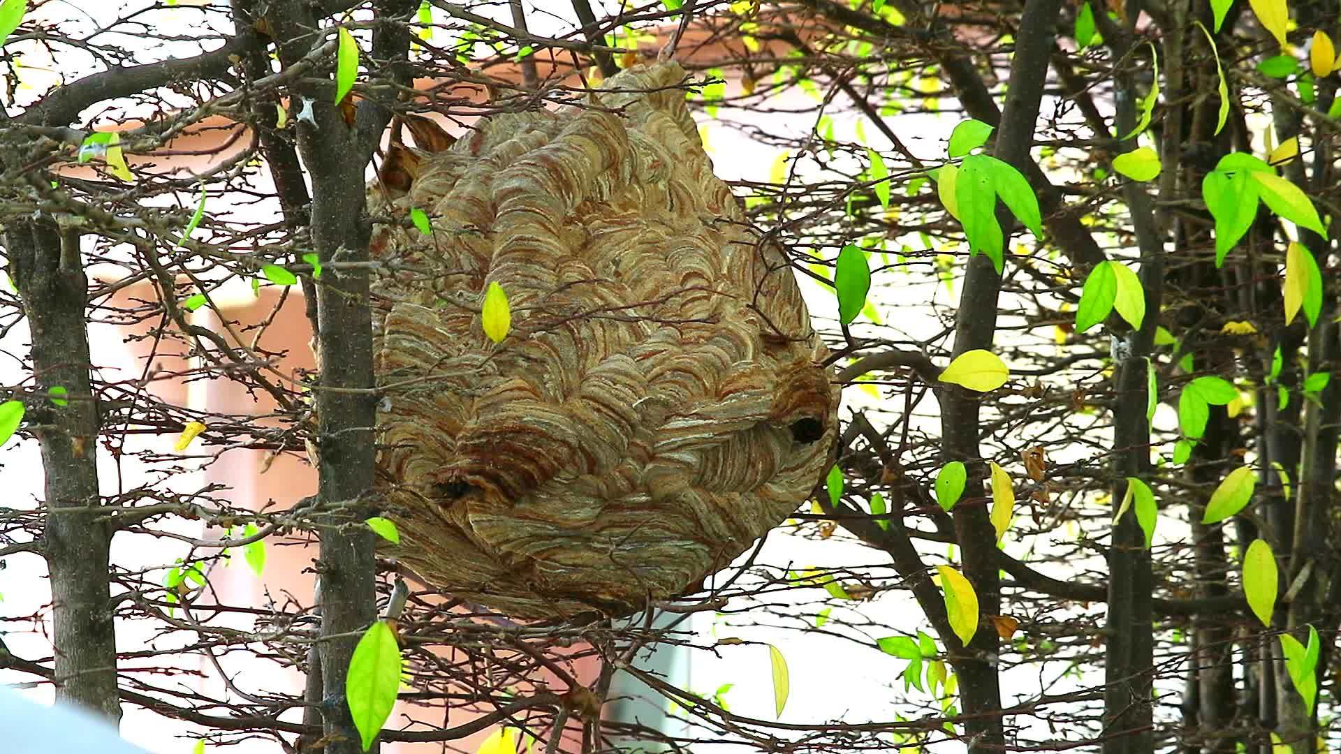 在花园里的山蜂蜜蜂和探索视频的预览图
