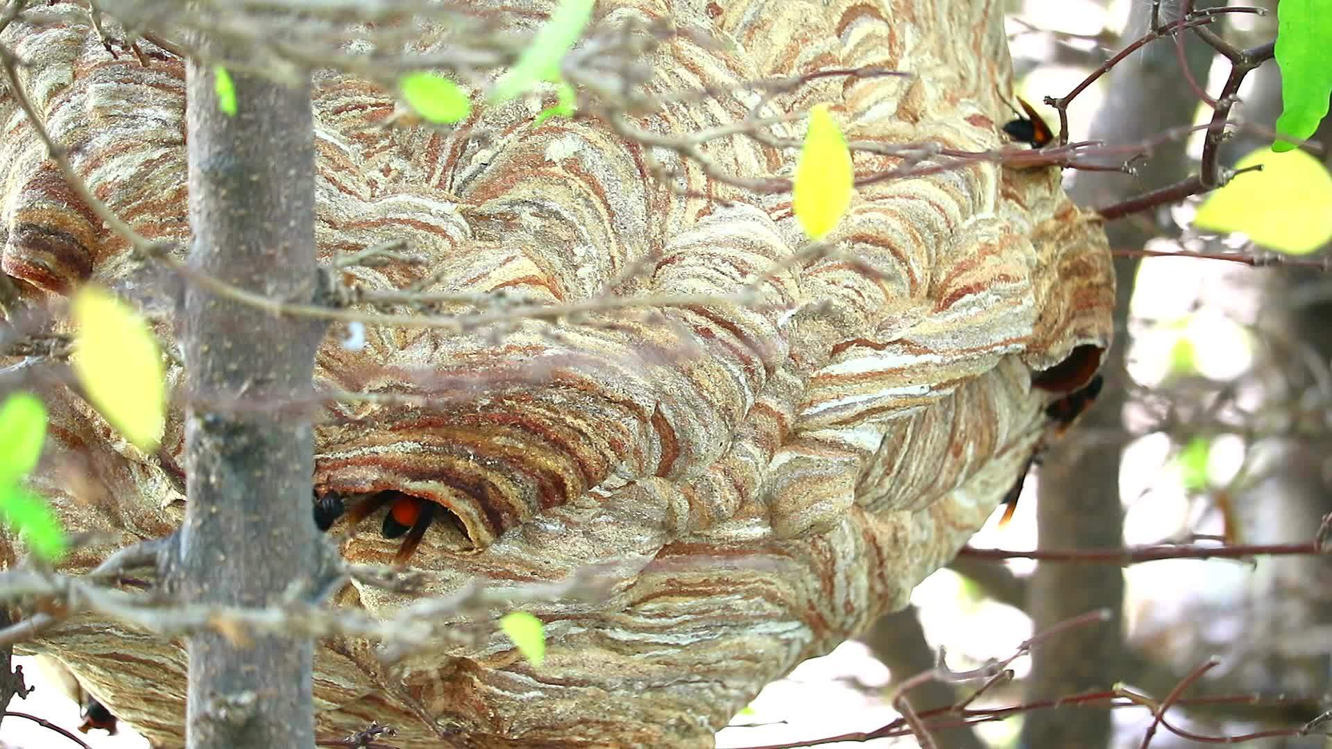花园里的山蜂蜜蜂正在探索这个区域并接近入口视频的预览图