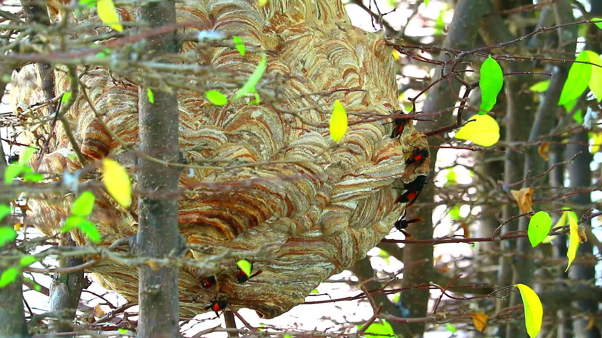 靠近花园里的黄蜂蜂巢四处探索视频的预览图
