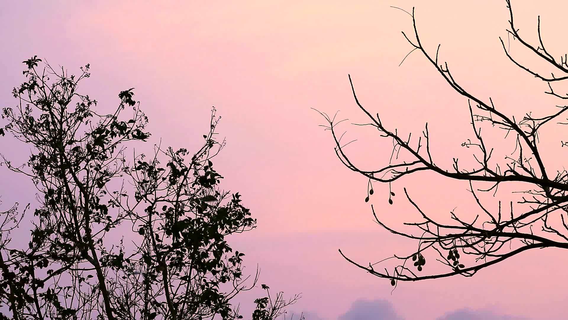 日落天空中的月光树和干枝视频的预览图