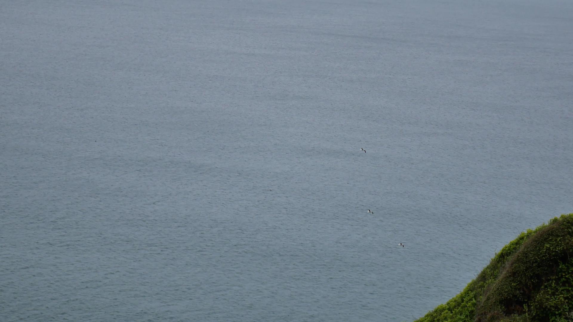 信天翁飞过海面视频的预览图