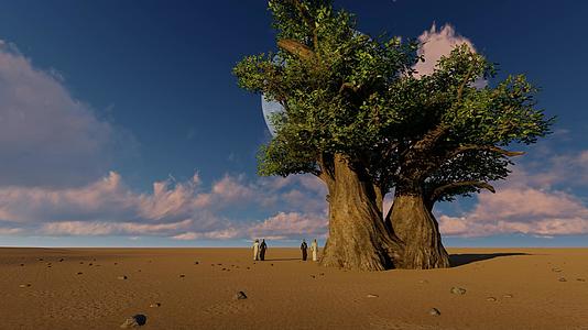 两对阿拉伯夫妇在沙漠中走来走去Baobab树视频的预览图