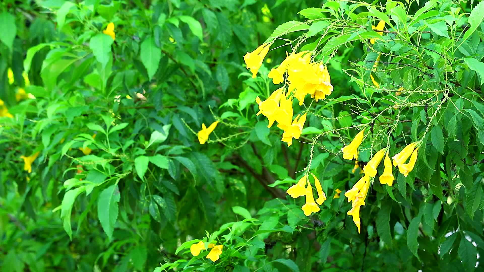 黄色的老喇叭花在花园里盛开视频的预览图