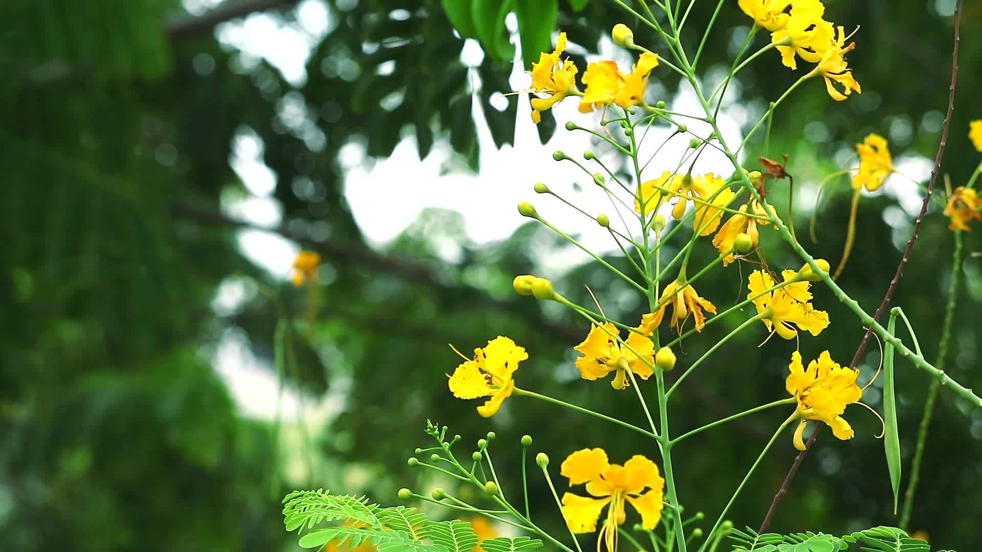 巴巴多斯天堂花朵的自豪感风中飘动的花冠孔雀徽章视频的预览图