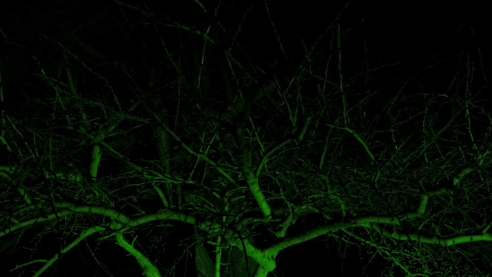 夜间绿色激光投影覆盖无叶树视频的预览图