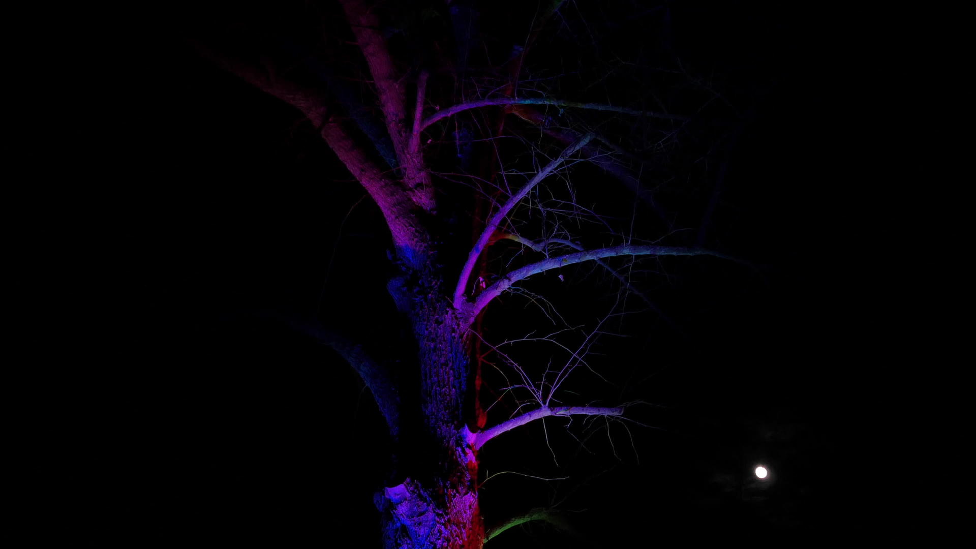 深夜2点红树被绿色激光投射覆盖视频的预览图