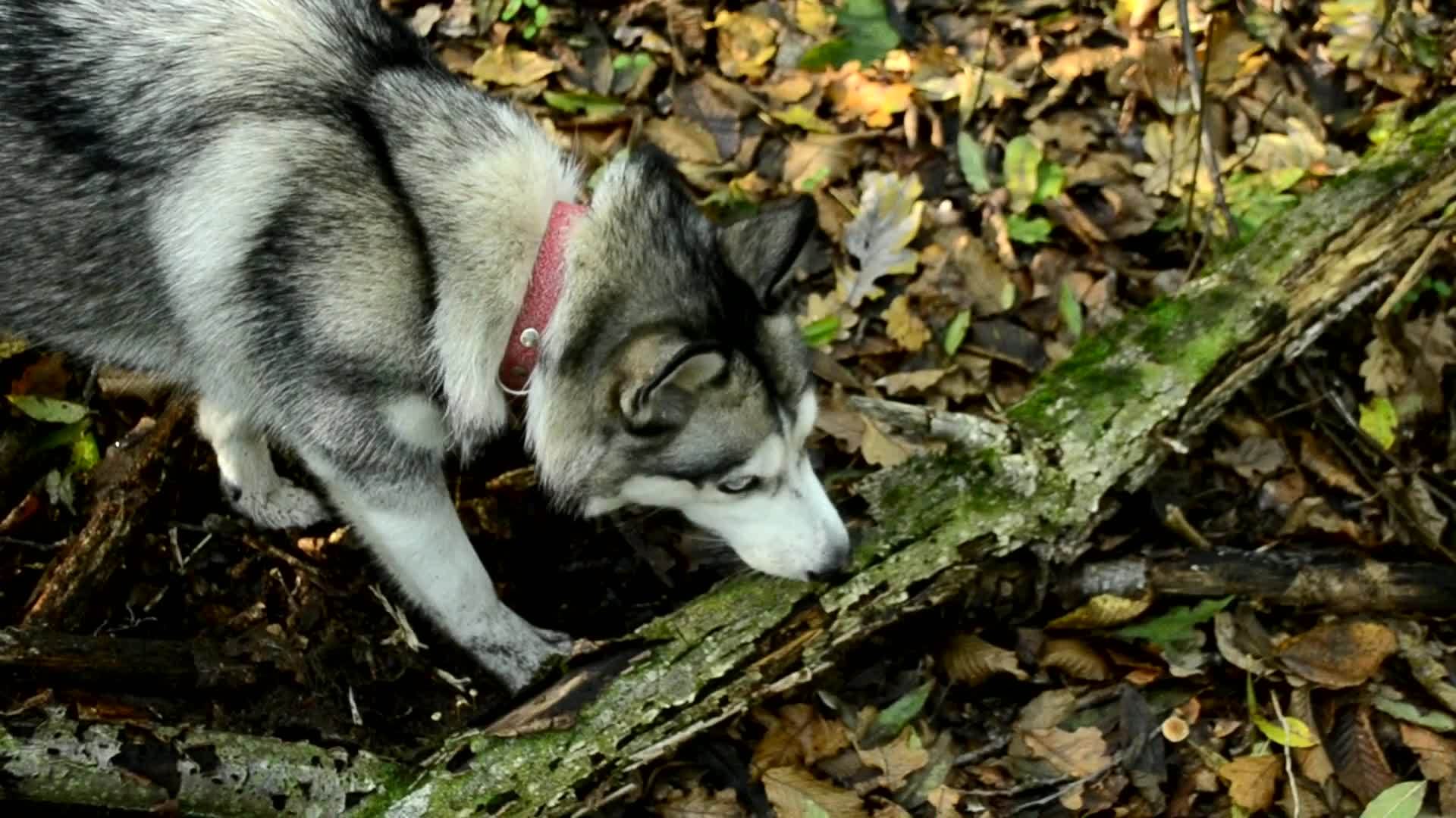 西伯利亚的灰色哈士奇在秋天的森林里行走雨后狗在潮湿的森林里视频的预览图