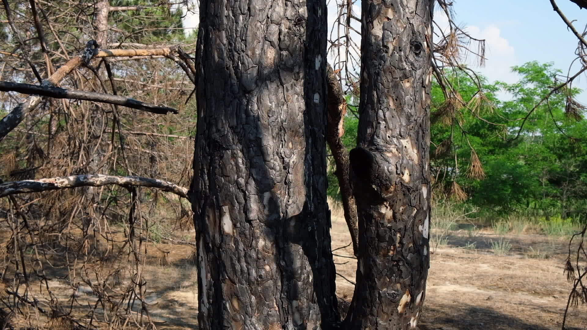 在森林里烧焦的黑灰色松树干视频的预览图