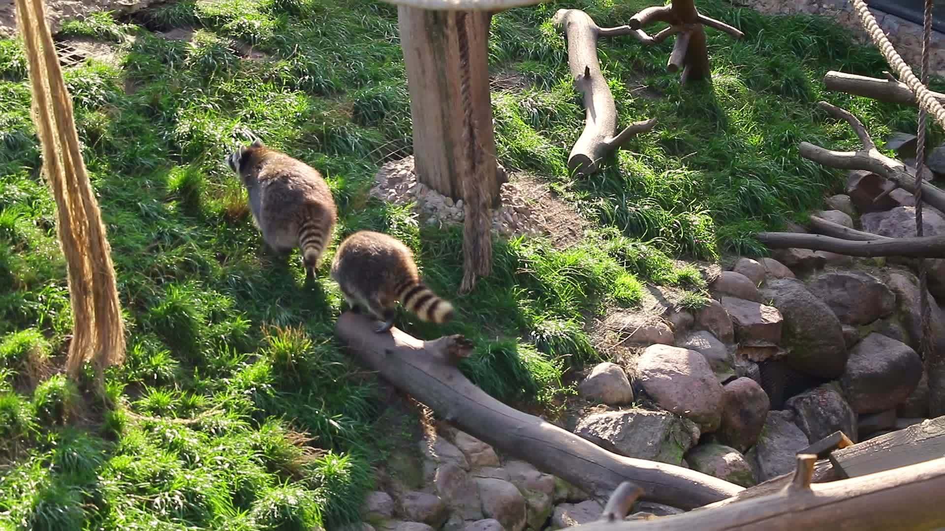 两只浣熊跟在树后面视频的预览图