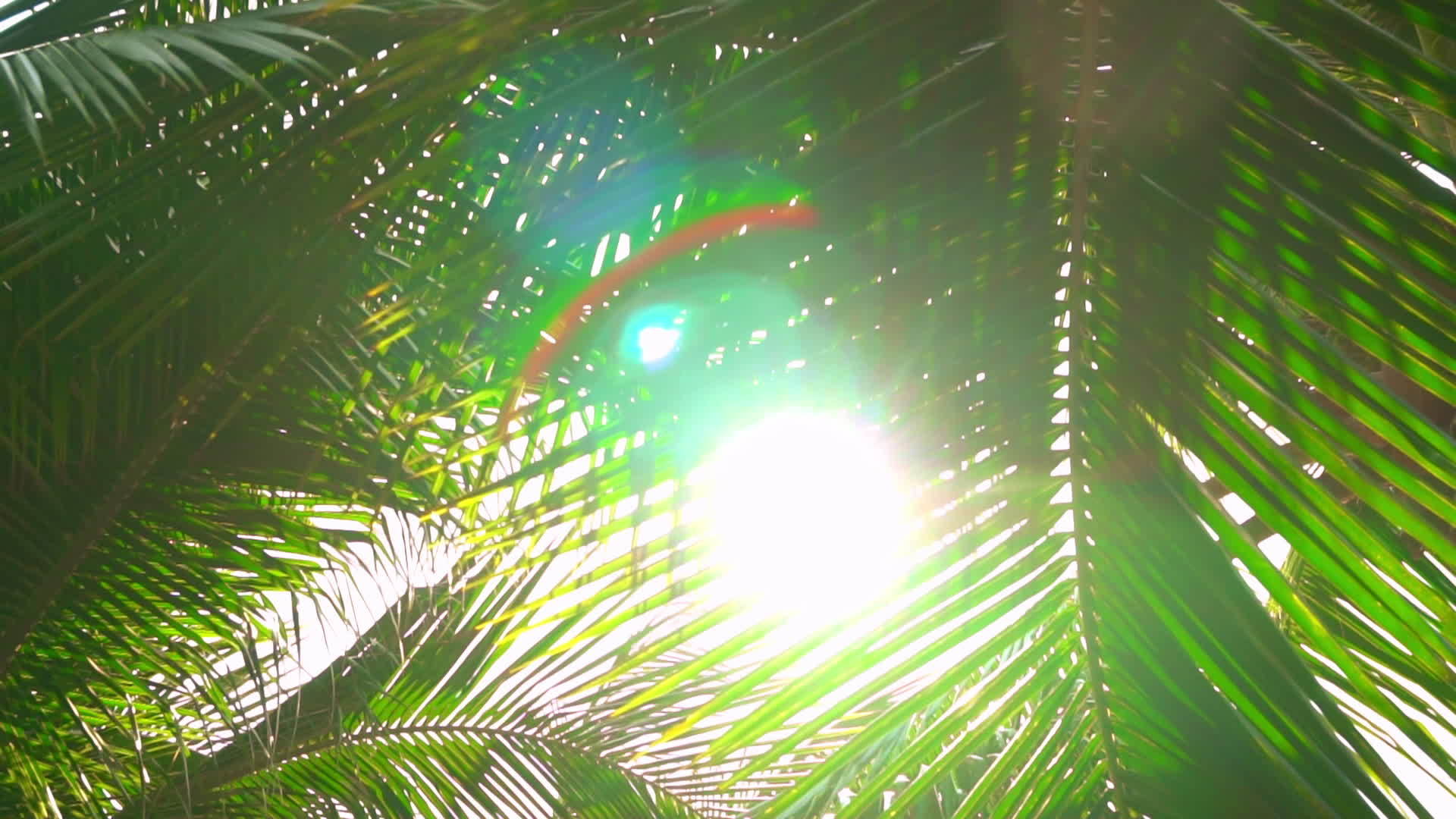阳光明媚的棕榈叶热带奇特视频的预览图
