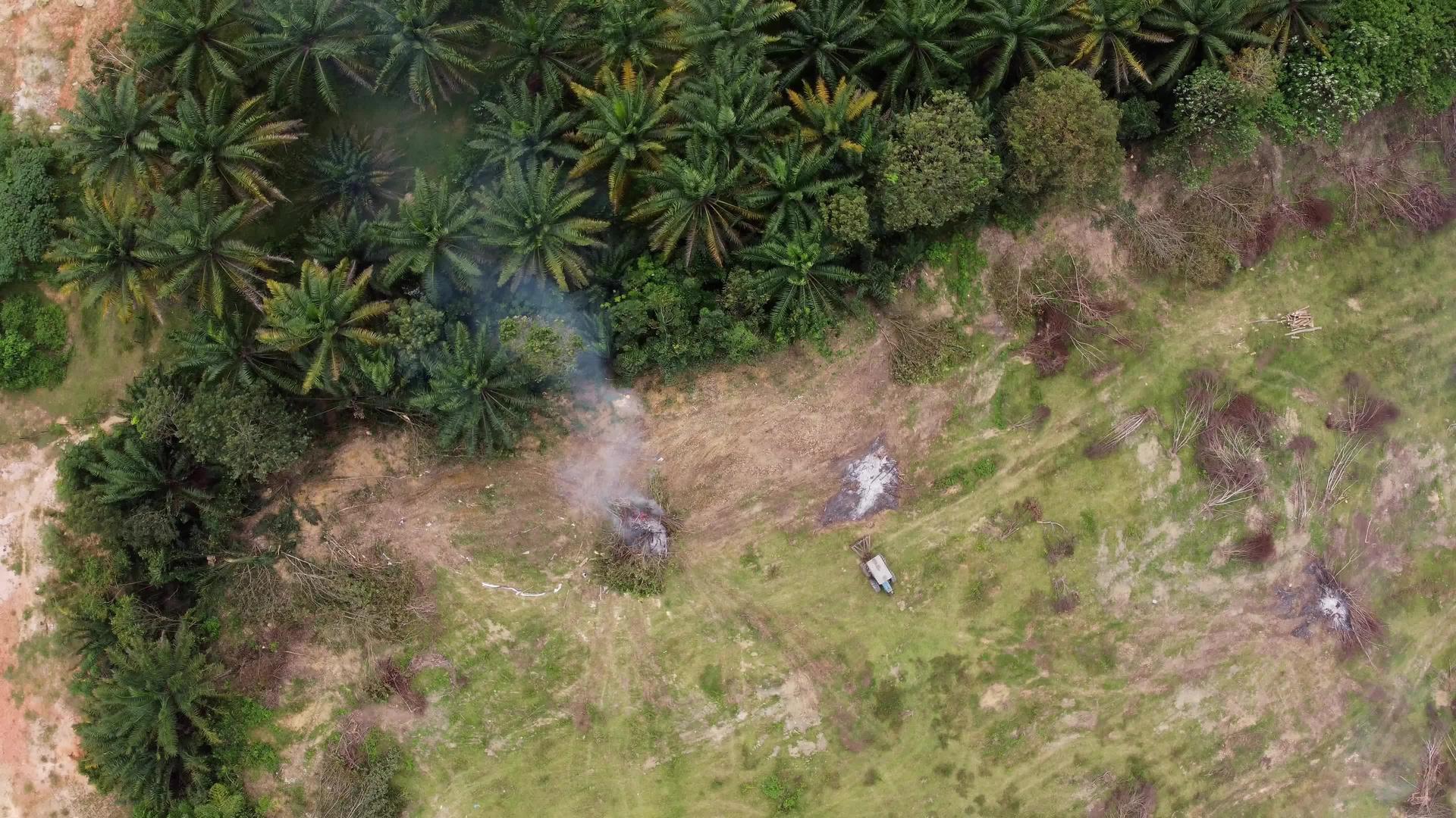 油棕榈树被砍掉烧掉视频的预览图