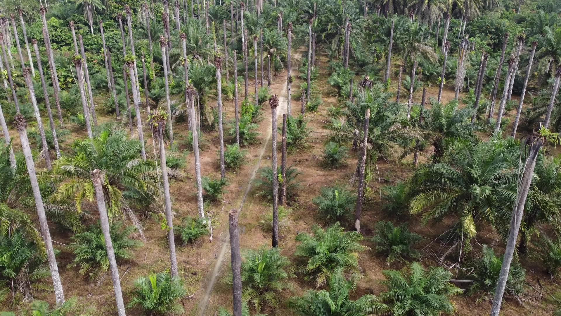 飞越无叶油棕榈树视频的预览图