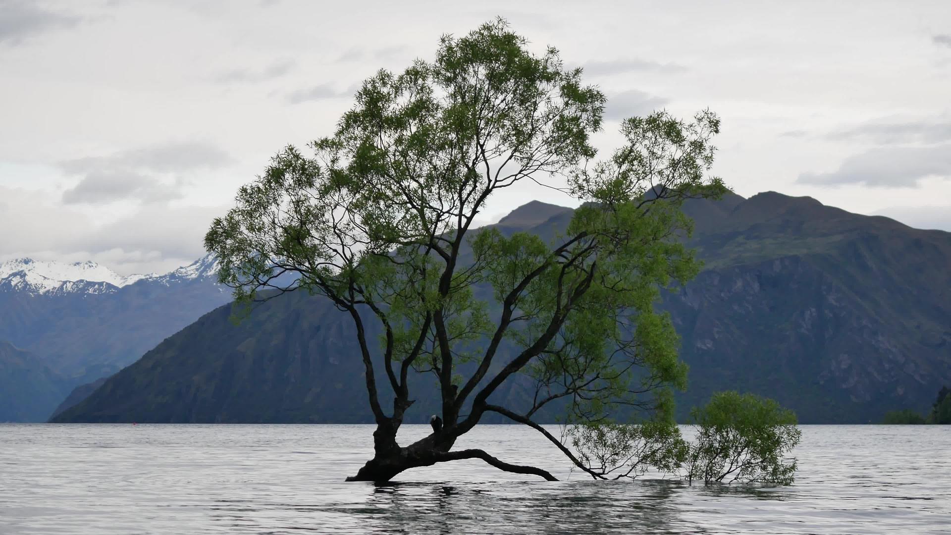 新新西兰的瓦纳卡树视频的预览图