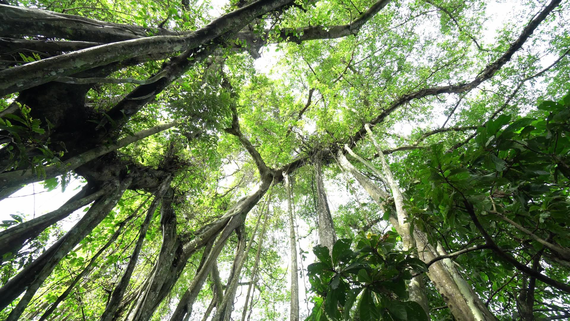 林中百叶木视频的预览图