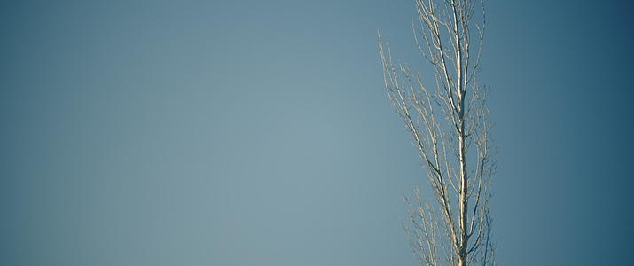 白干枯高树单立视频的预览图