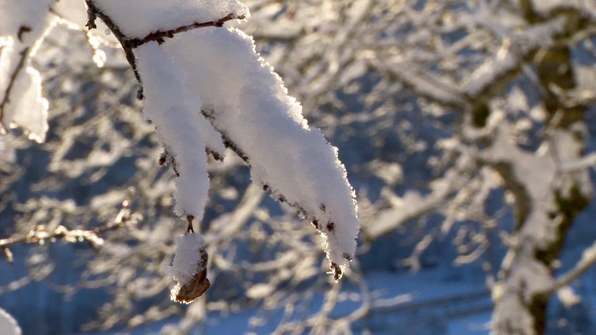 树枝上覆盖着毛绒的雪视频的预览图