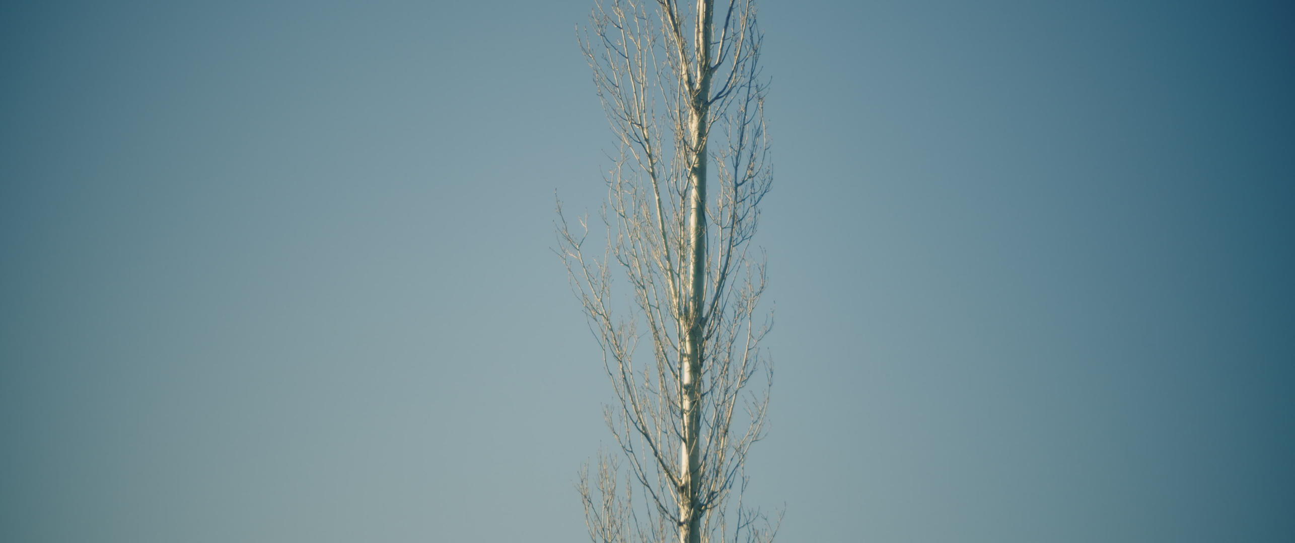 白干一棵高树单立视频的预览图
