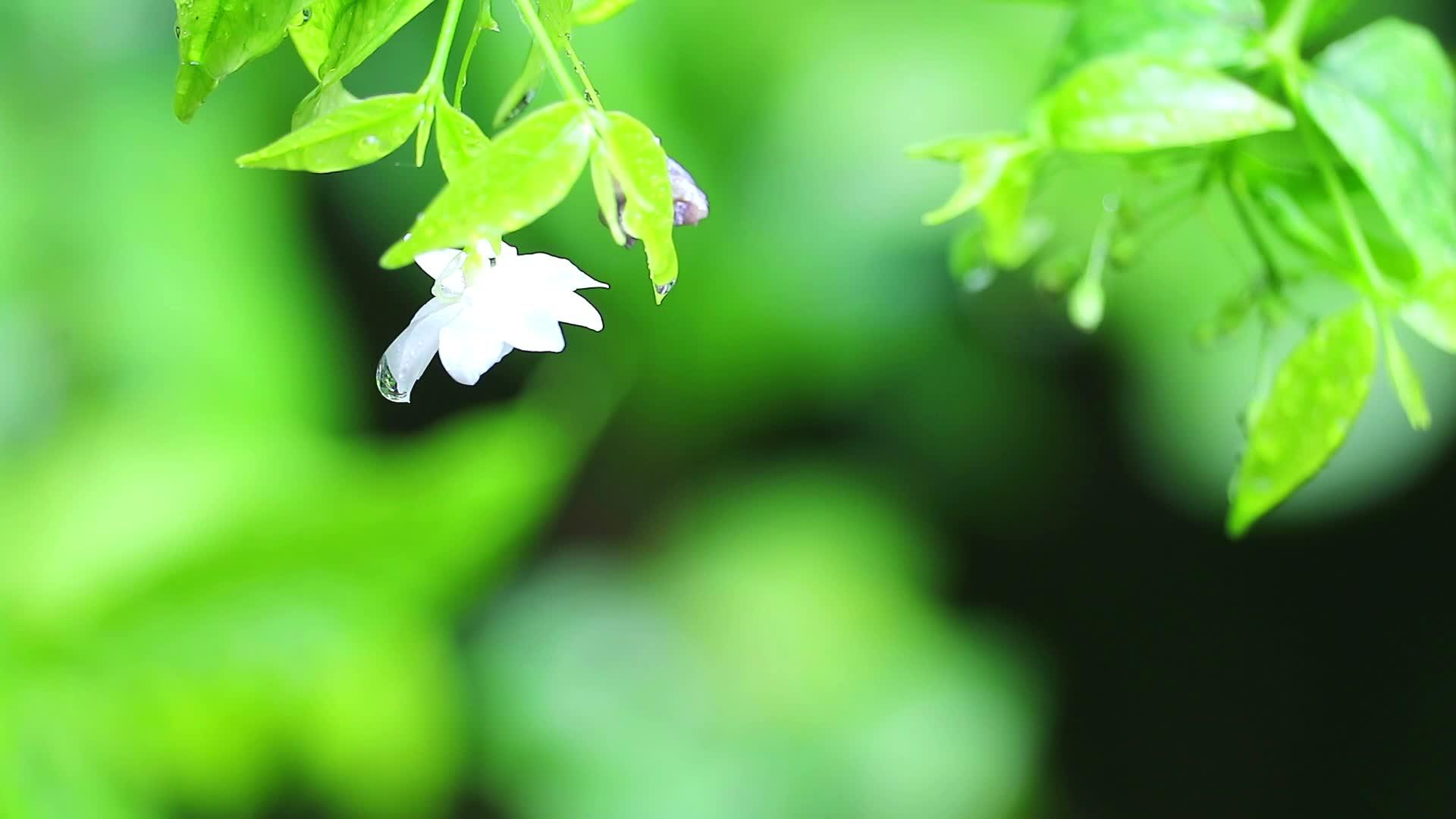 当雨水落下时花朵模糊的园艺背景视频的预览图