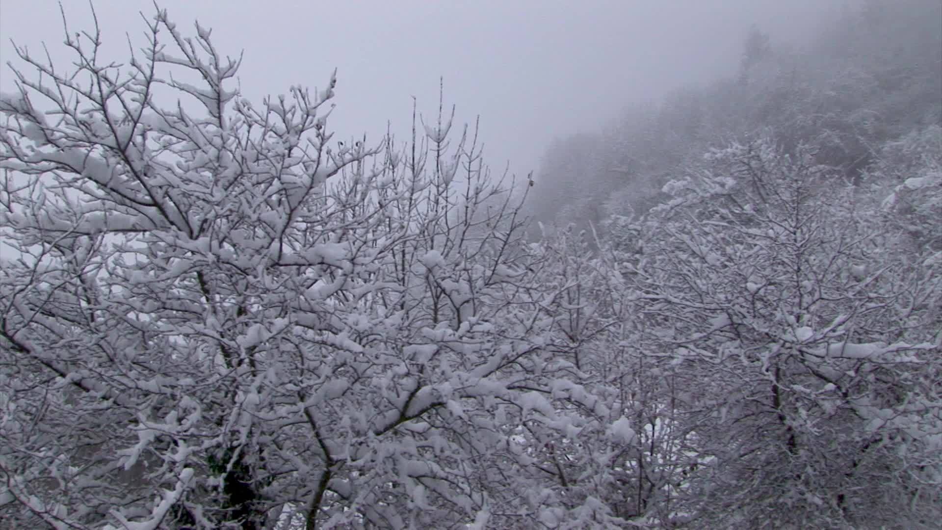 树枝上覆盖着毛绒的雪视频的预览图