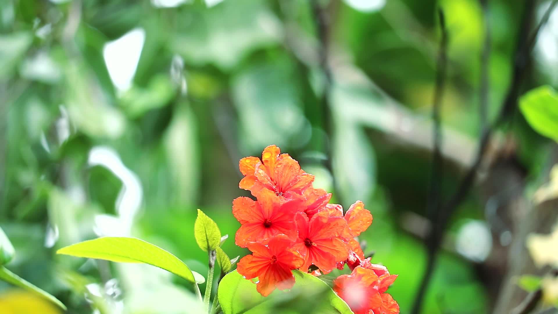 盖格树或红橙花和蓝色背景1视频的预览图