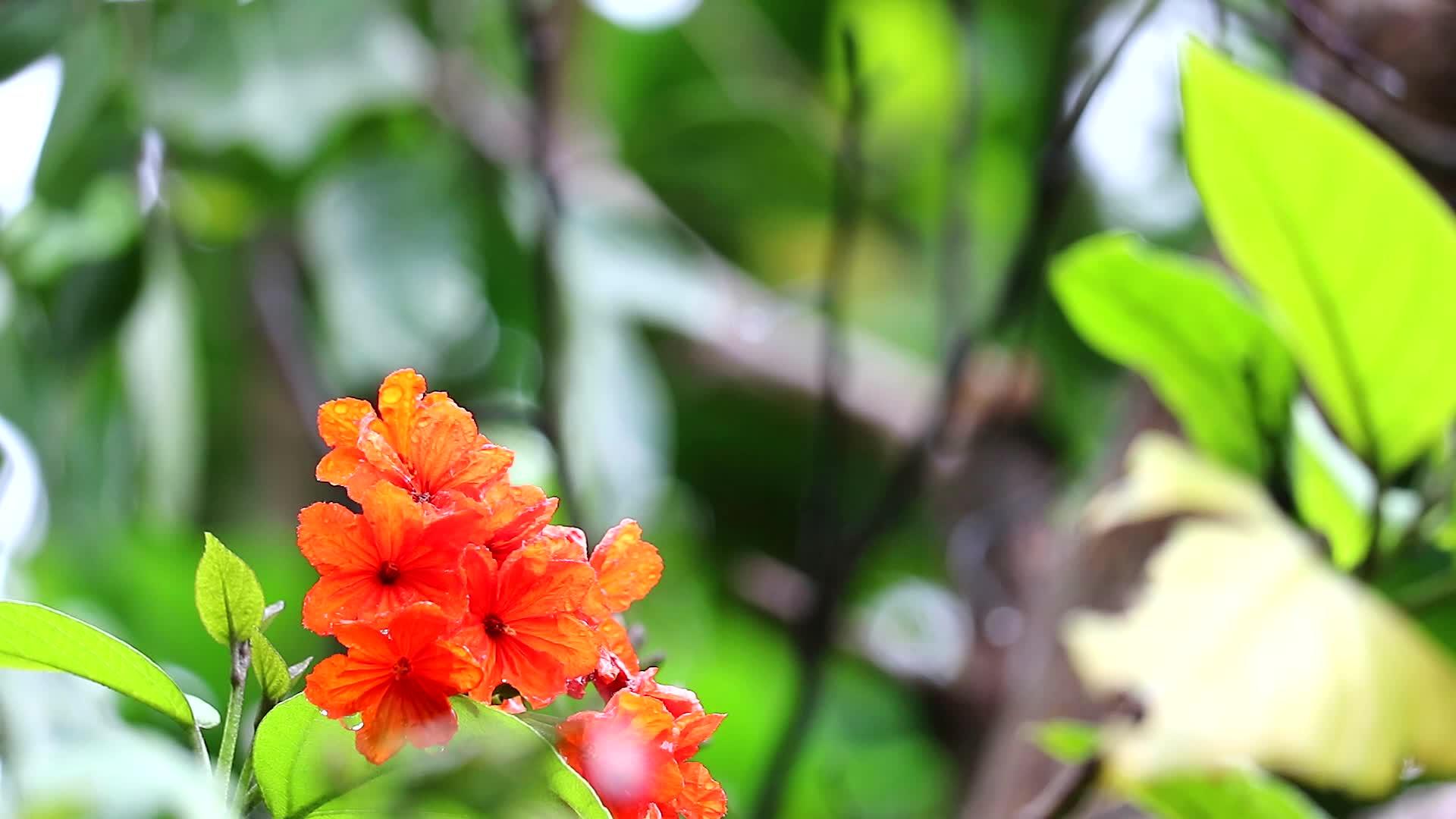 盖格树或红橙色花朵和蓝色背景视频的预览图