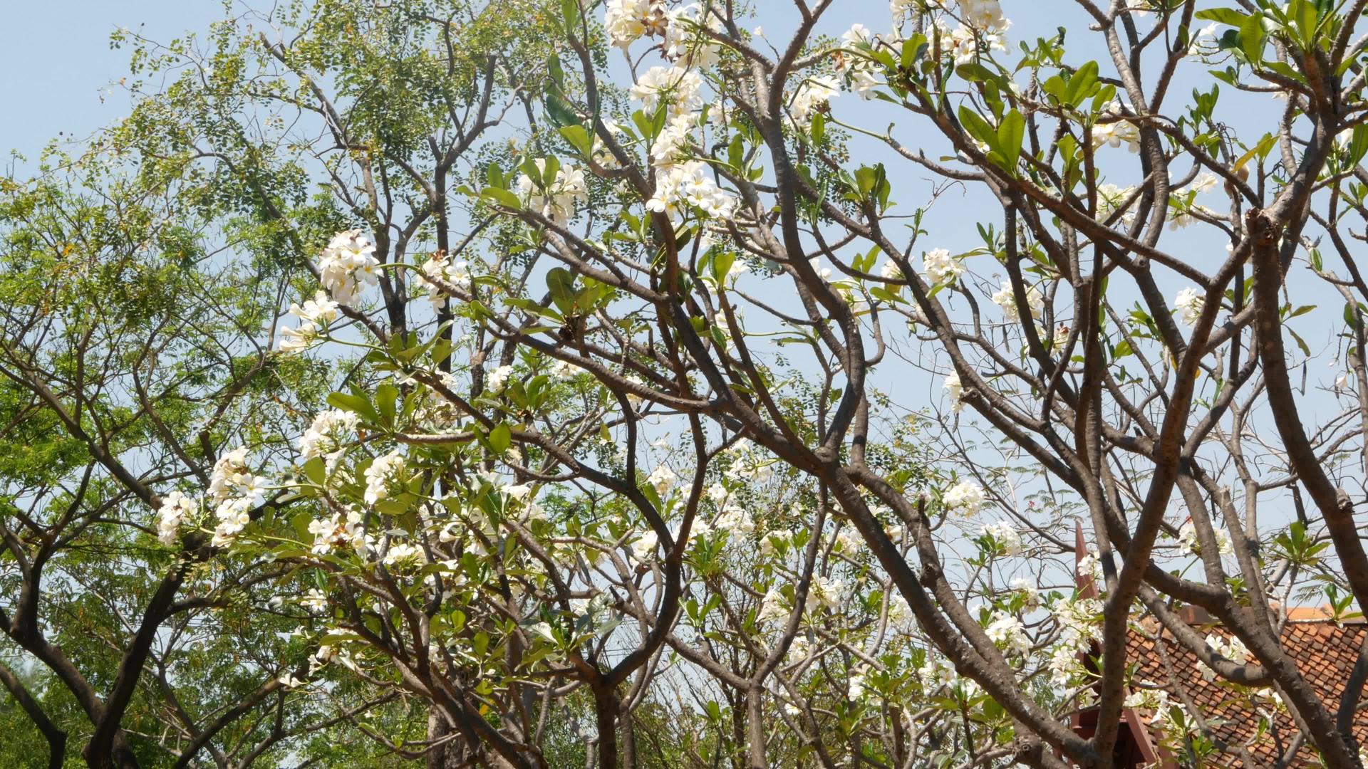 在泰国阳光明媚的日子里东方花园里盛开的树木无云视频的预览图