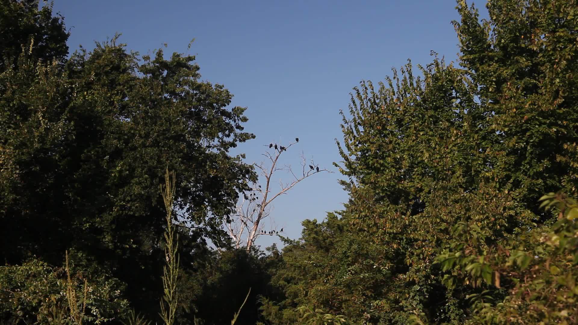 树上有许多秃鹫视频的预览图