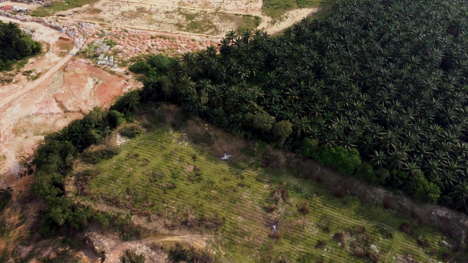 Malaysia的毁林林地视频的预览图