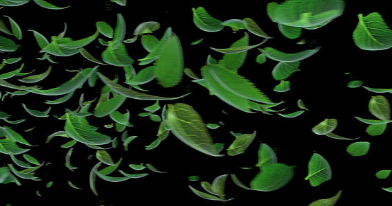落叶相机转换和阿尔法4k3d动画视频的预览图