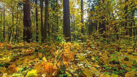 秋季森林4k个时过全景视频的预览图