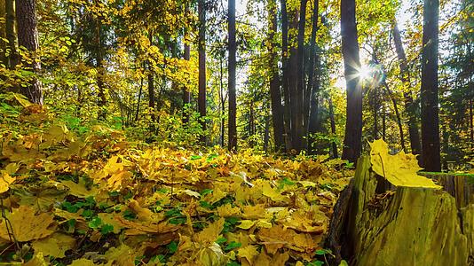 秋季森林4k个时过全景视频的预览图