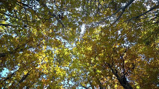 秋天森林黄叶吹黄叶的自然背景视频的预览图