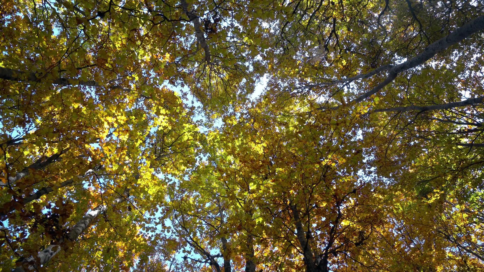 秋天森林黄叶吹黄叶的自然背景视频的预览图