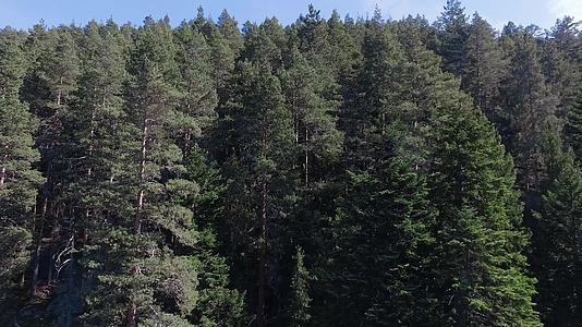 在美丽的山林和松树上拍摄的空中摄像机Aaircamera视频的预览图
