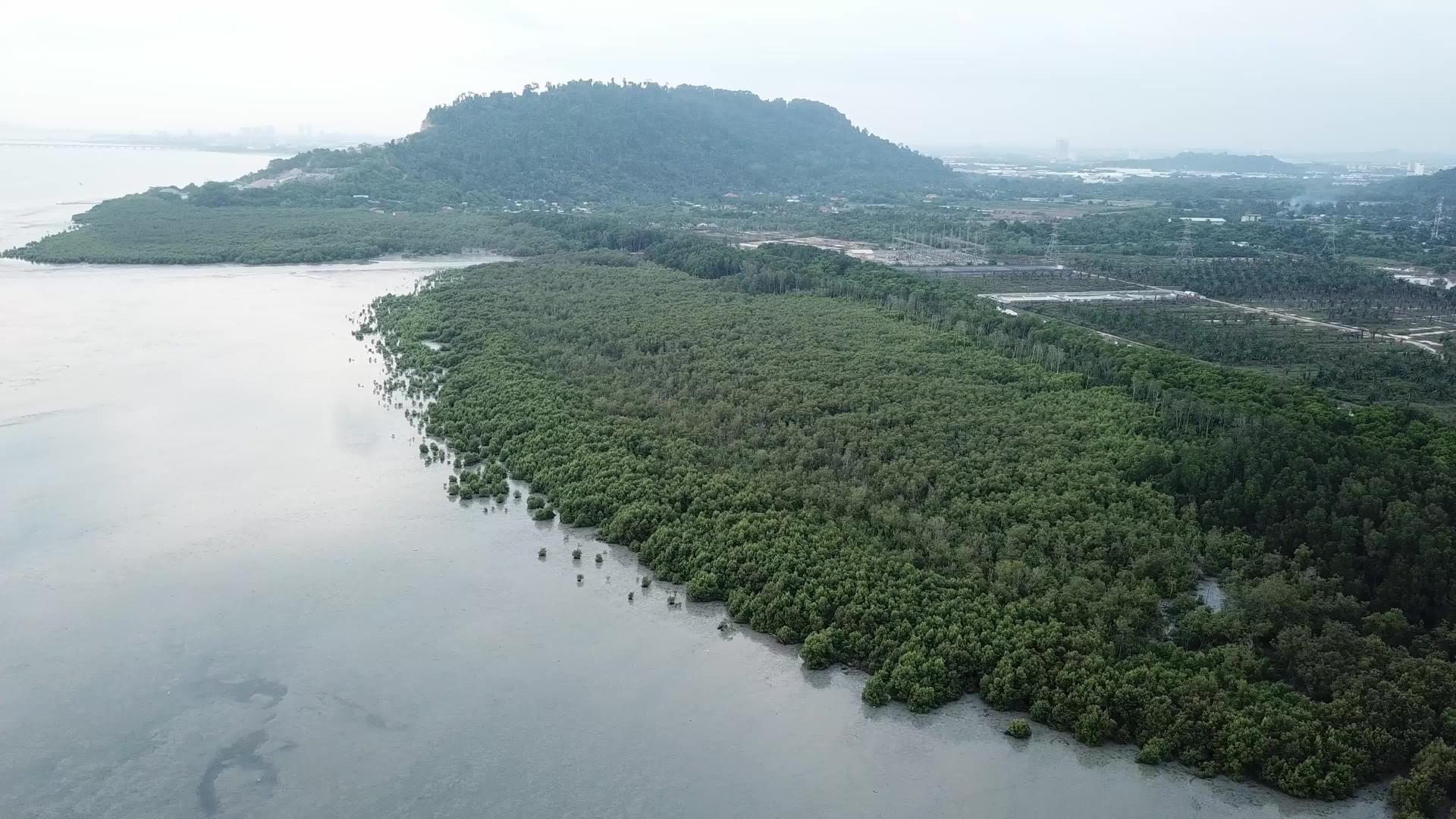Malaysia省KalaJuru的红树林视频的预览图