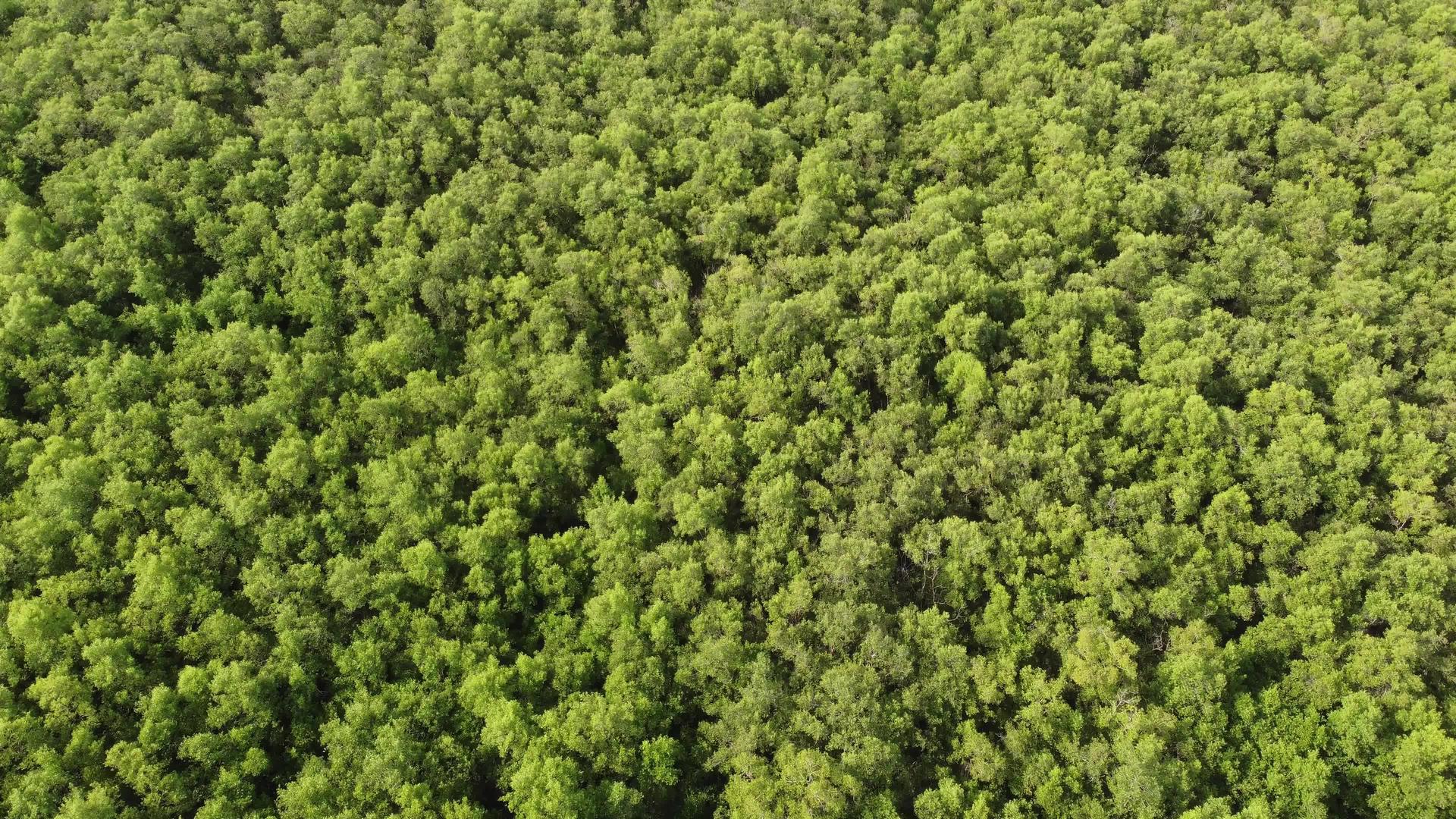 红树林在空中视频的预览图