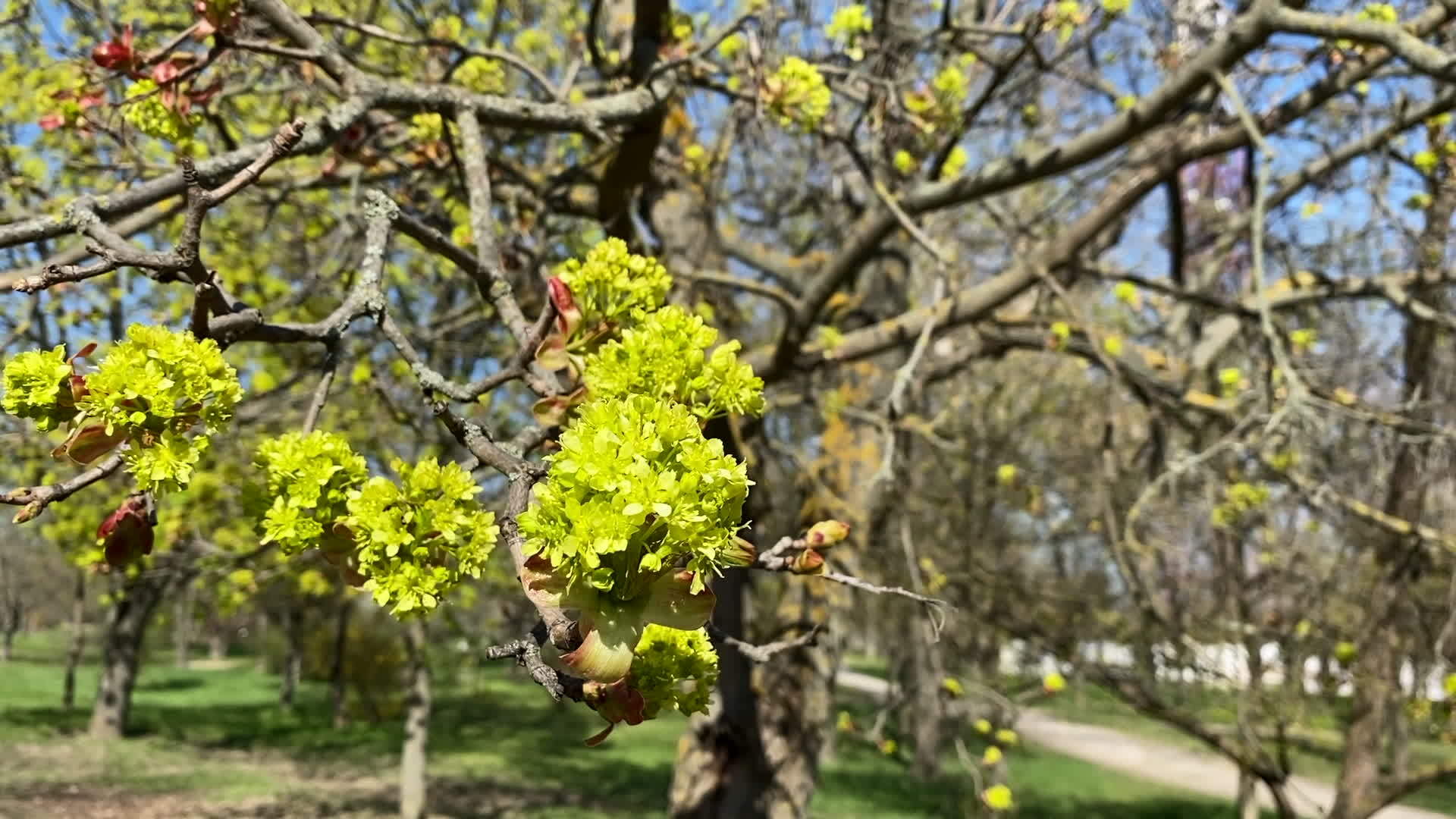 公园绿叶树枝和绿叶树枝视频的预览图