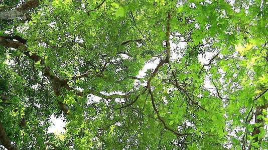 夏天在花园里生树的绿树下视频的预览图