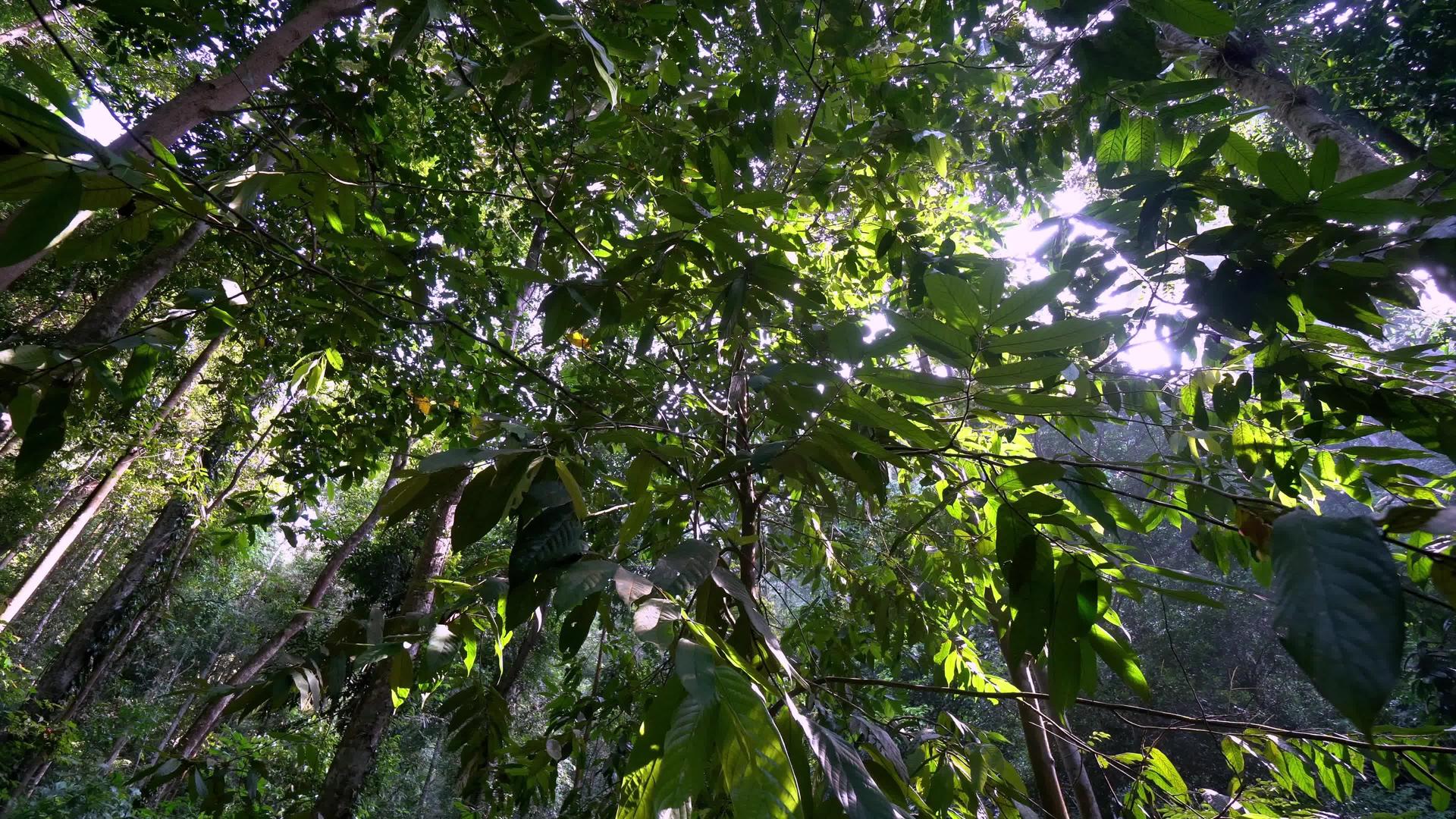 跨热带雨林视频的预览图