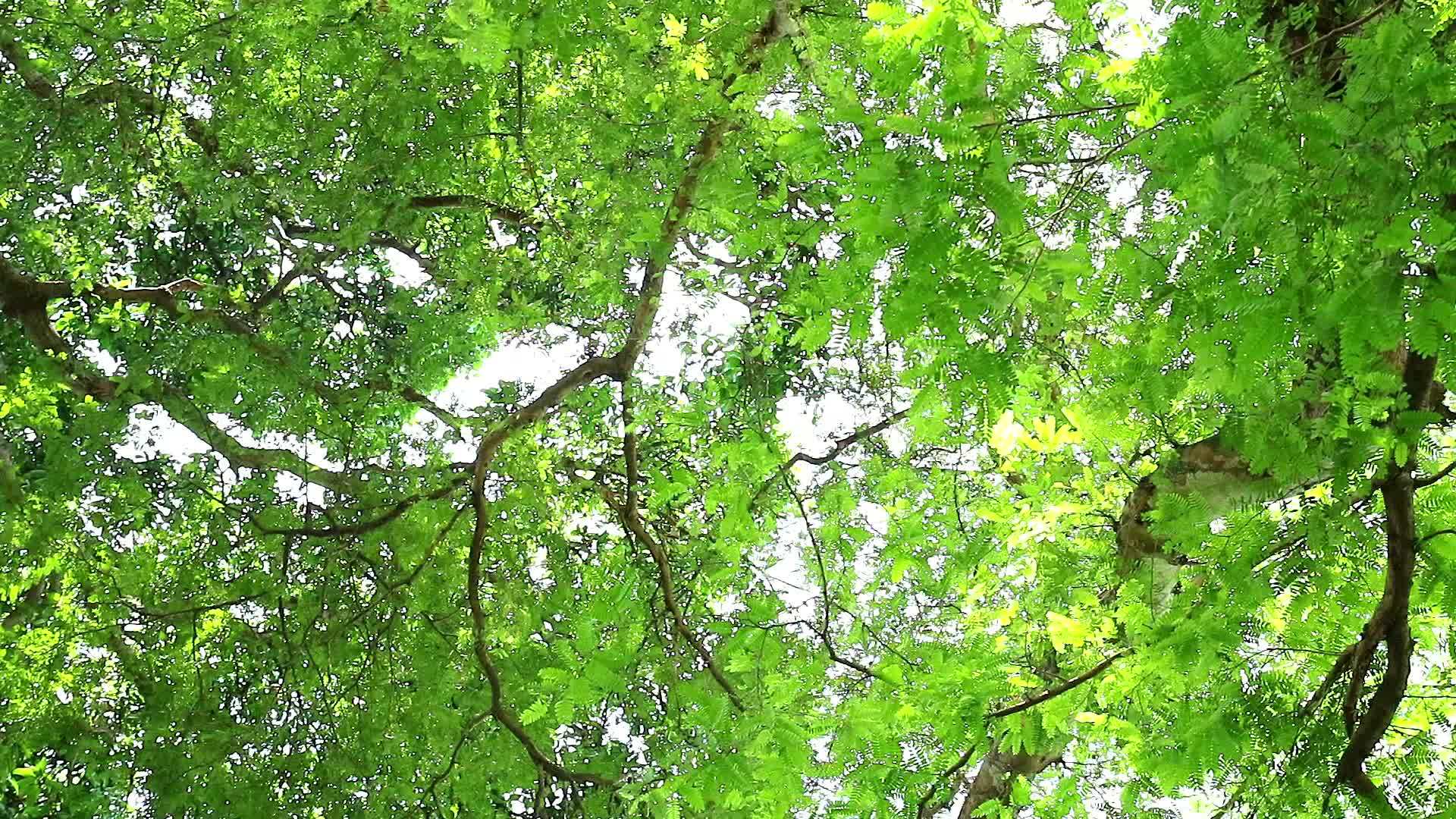 绿树下园中生树视频的预览图
