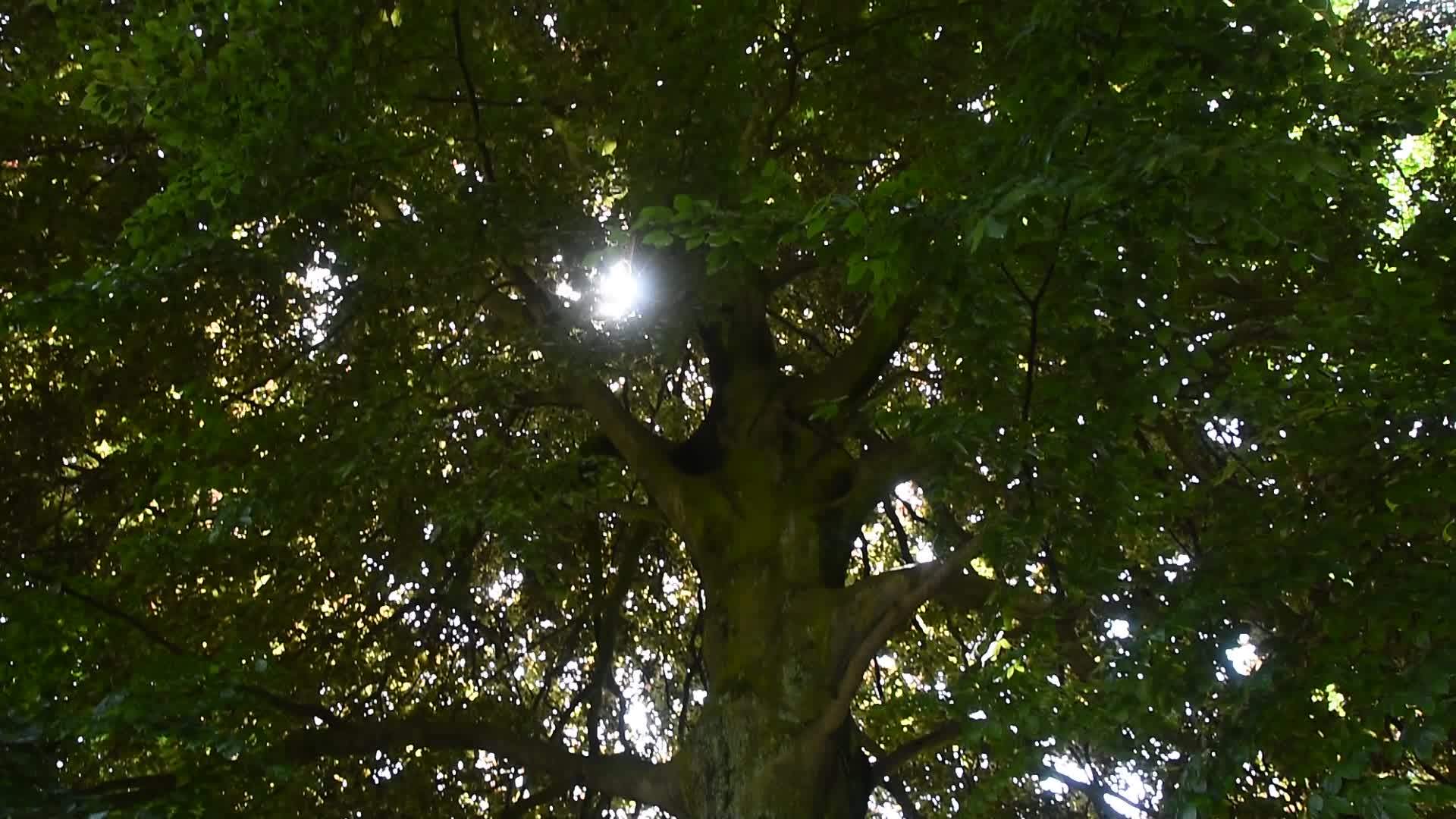 大绿树在阳光下倾斜视频的预览图