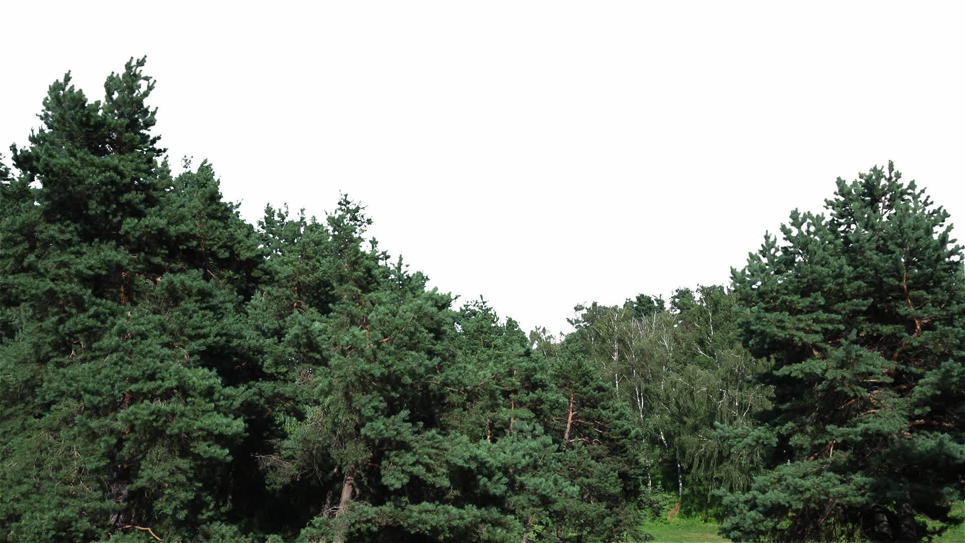 两棵白色背景的树被放在白色背景上视频的预览图