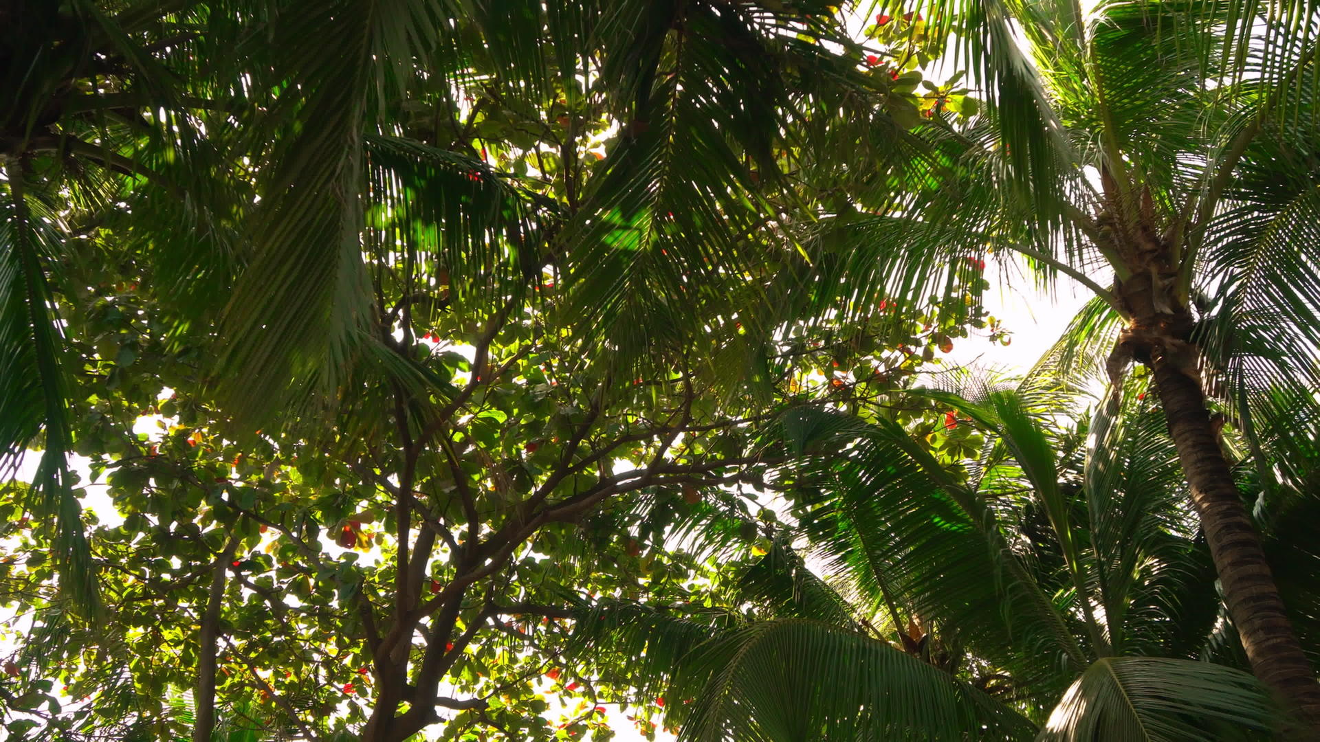 棕榈树有阳光视频的预览图