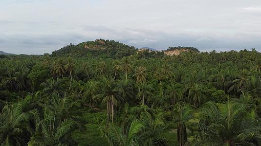 椰子树和其他乡村植物景观视频的预览图