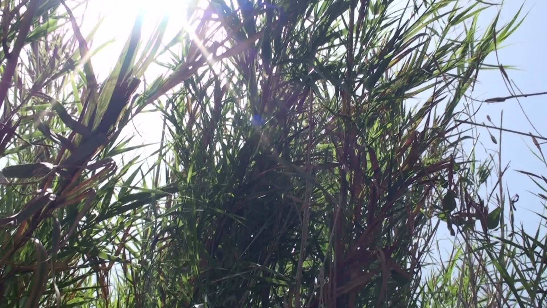 在植物物间的太阳视频的预览图